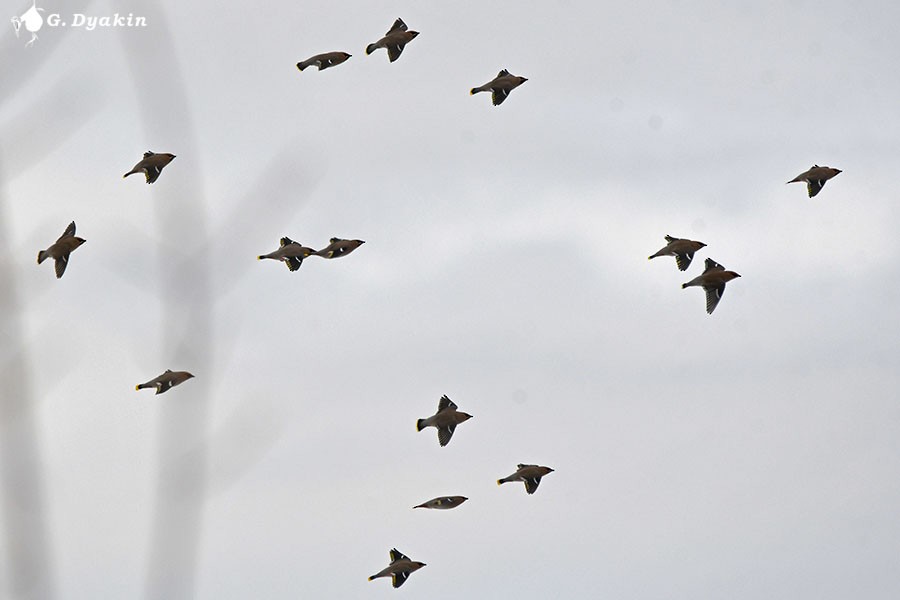 Омелюх звичайний - ML646847249