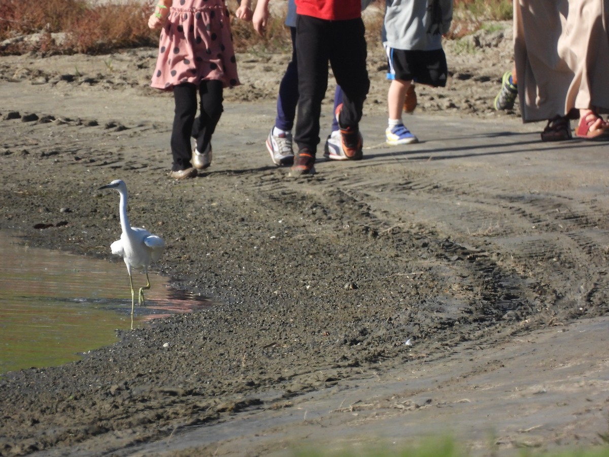 Малая голубая цапля - ML646847254