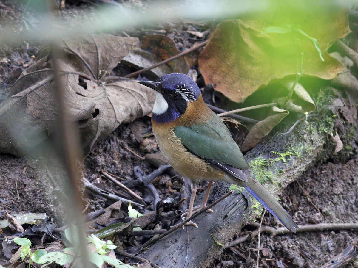 Pitta-like Ground-Roller - ML646847255