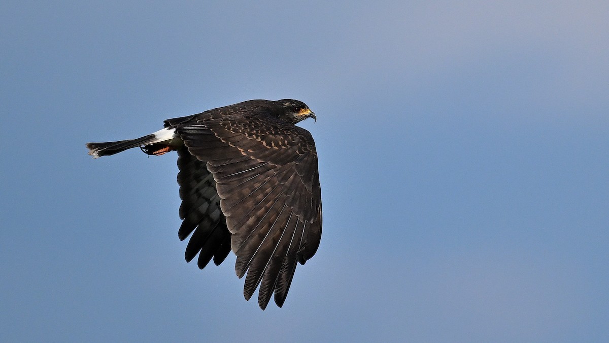 Snail Kite - ML646847256