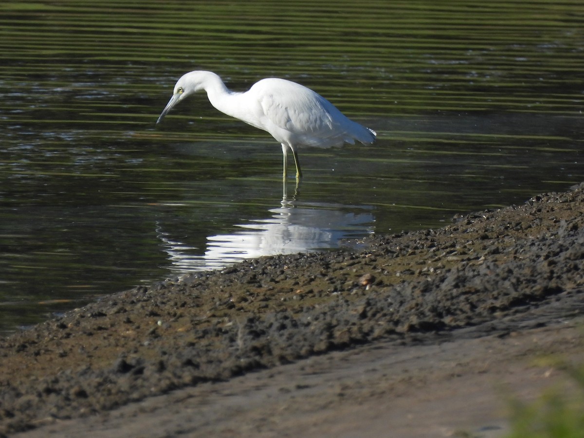 Малая голубая цапля - ML646847257