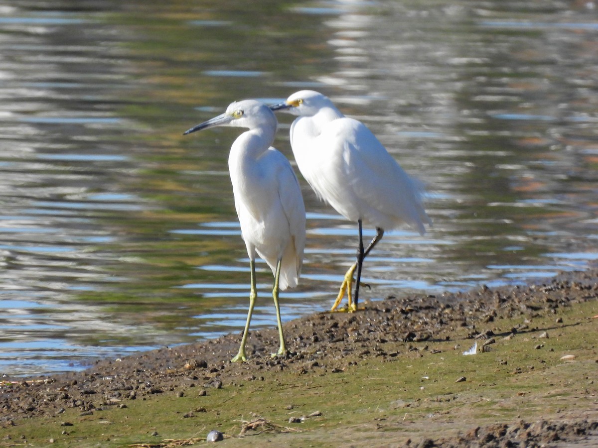 Малая голубая цапля - ML646847263