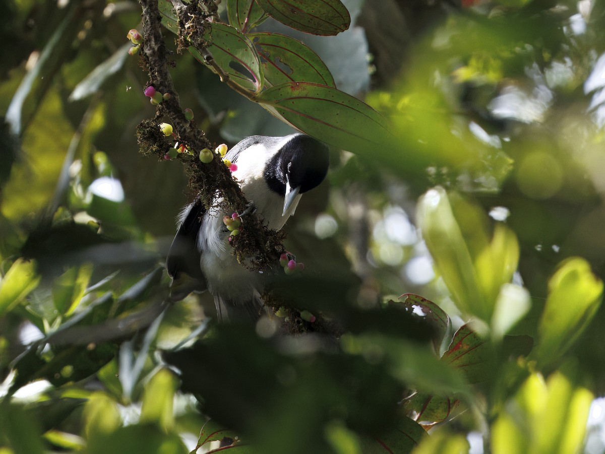 Tylas Vanga - ML646847264