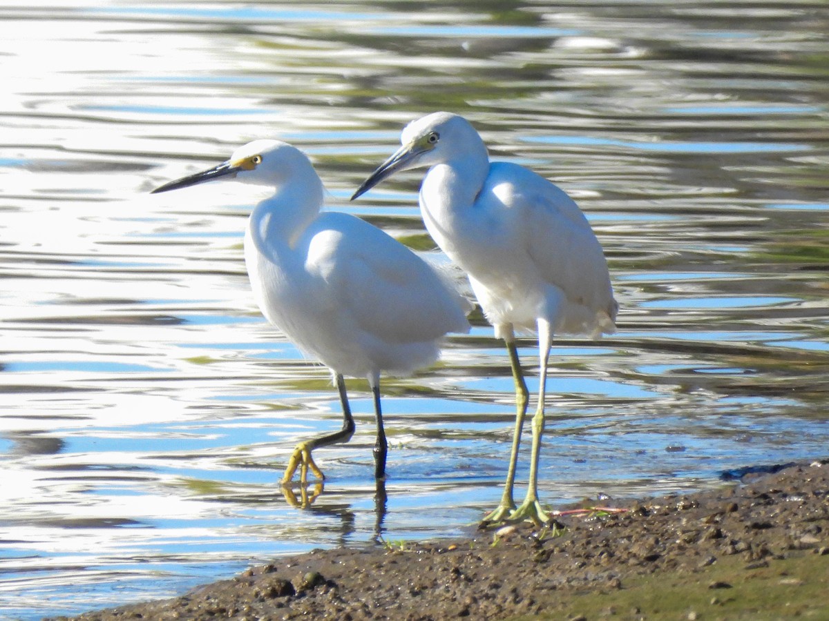 Снежная цапля - ML646847265