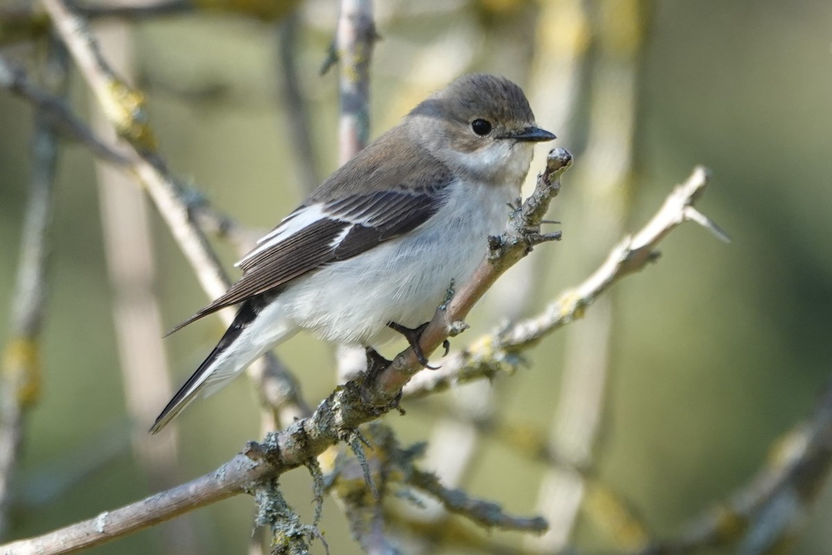Kara Sinekkapan - ML646847267