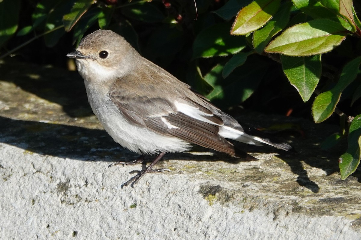 Kara Sinekkapan - ML646847268