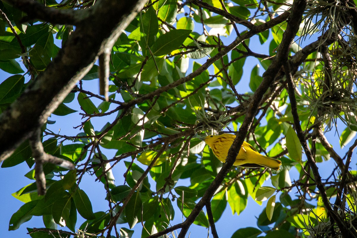 Northern Yellow Warbler - ML646847276