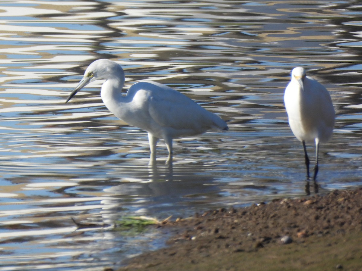 Малая голубая цапля - ML646847279