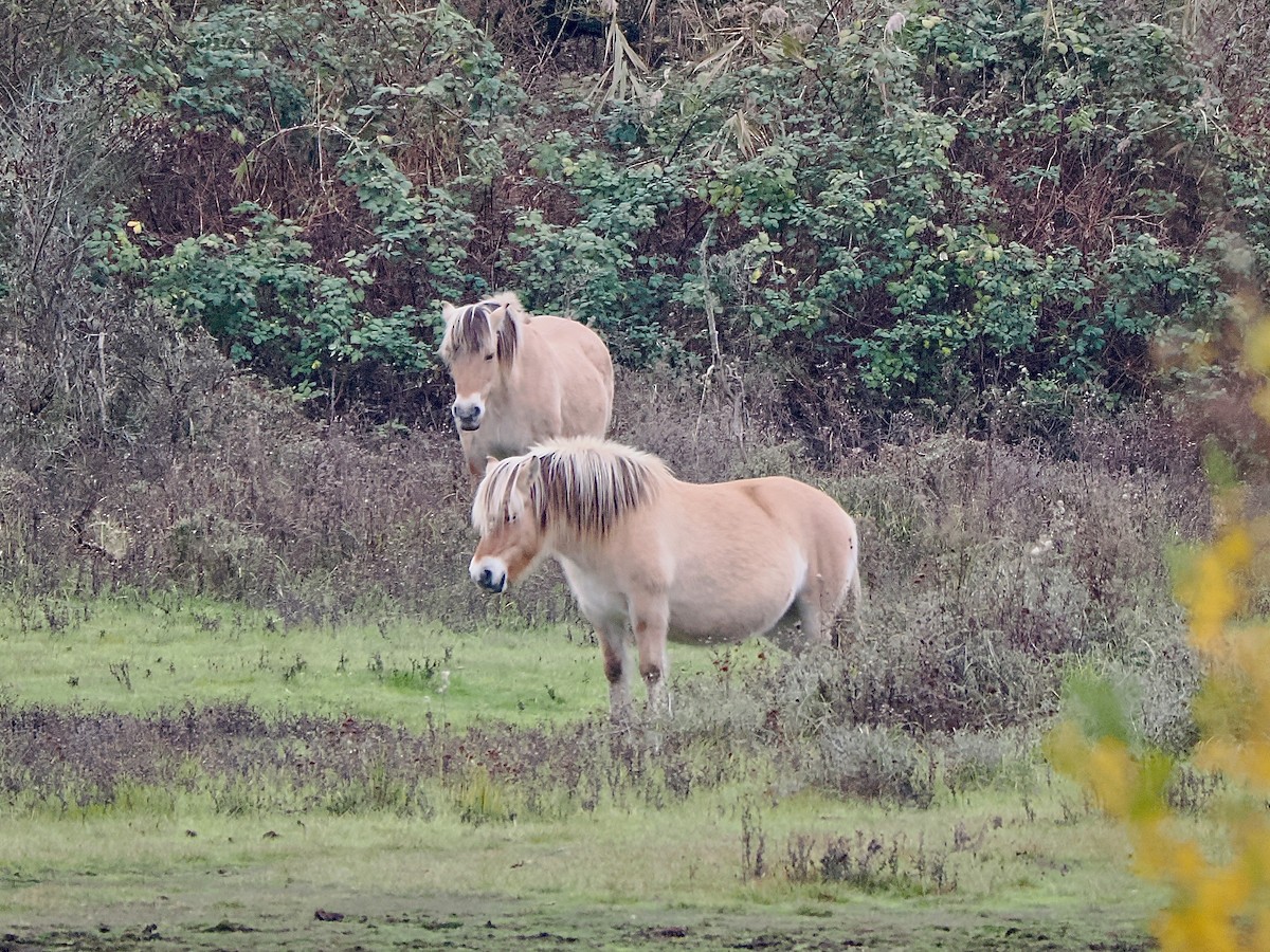 Animals - ML646847280