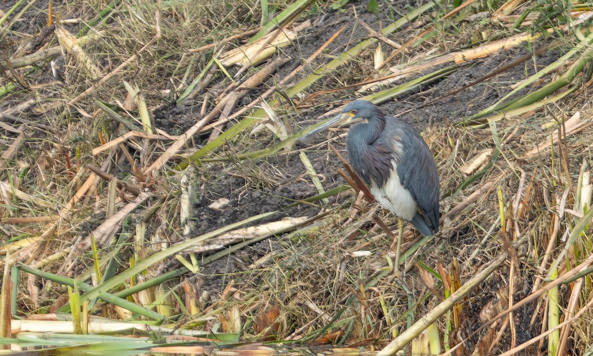 Tricolored Heron - ML646847281