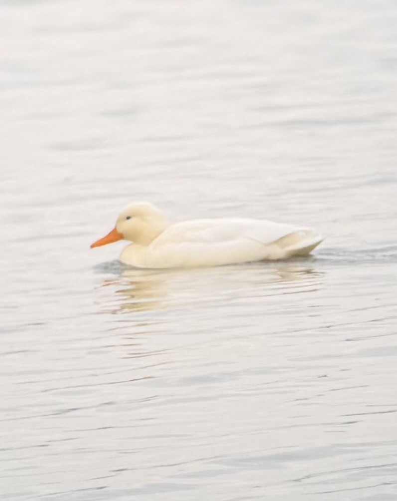 Ánade Azulón (variedad doméstica) - ML646847283