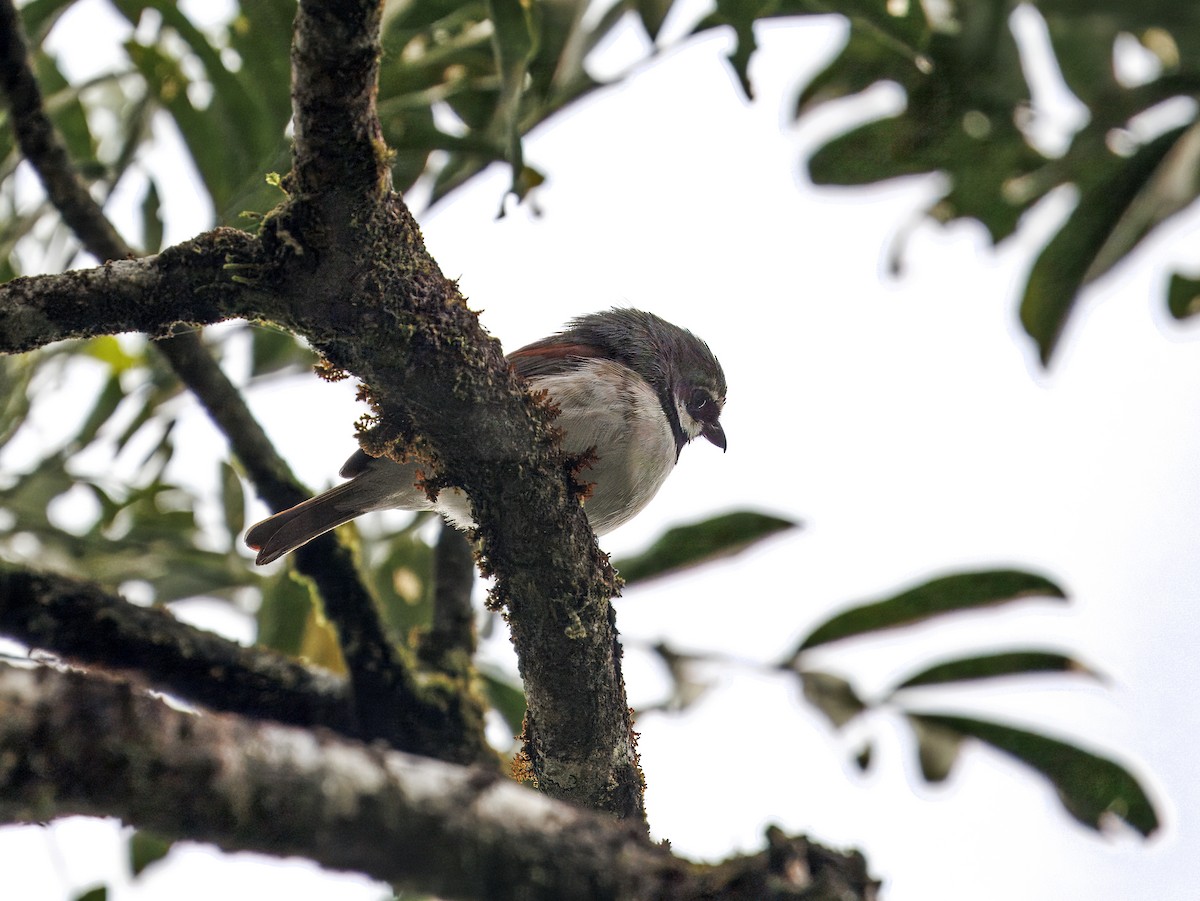 Red-tailed Vanga - ML646847287