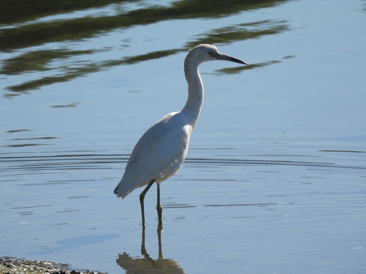 Снежная цапля - ML646847289