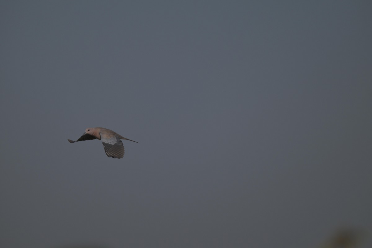 Laughing Dove - ML646847293