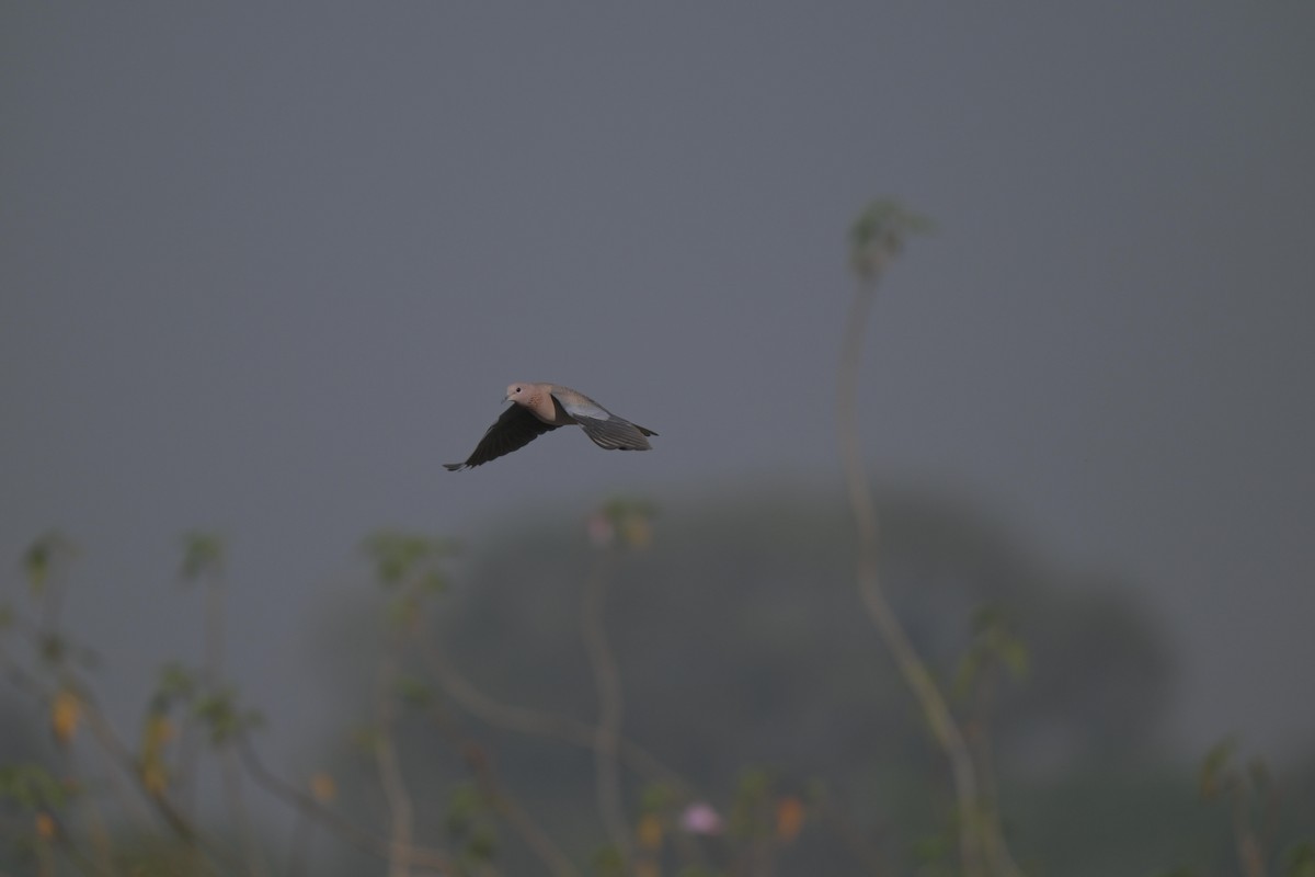 Laughing Dove - ML646847294