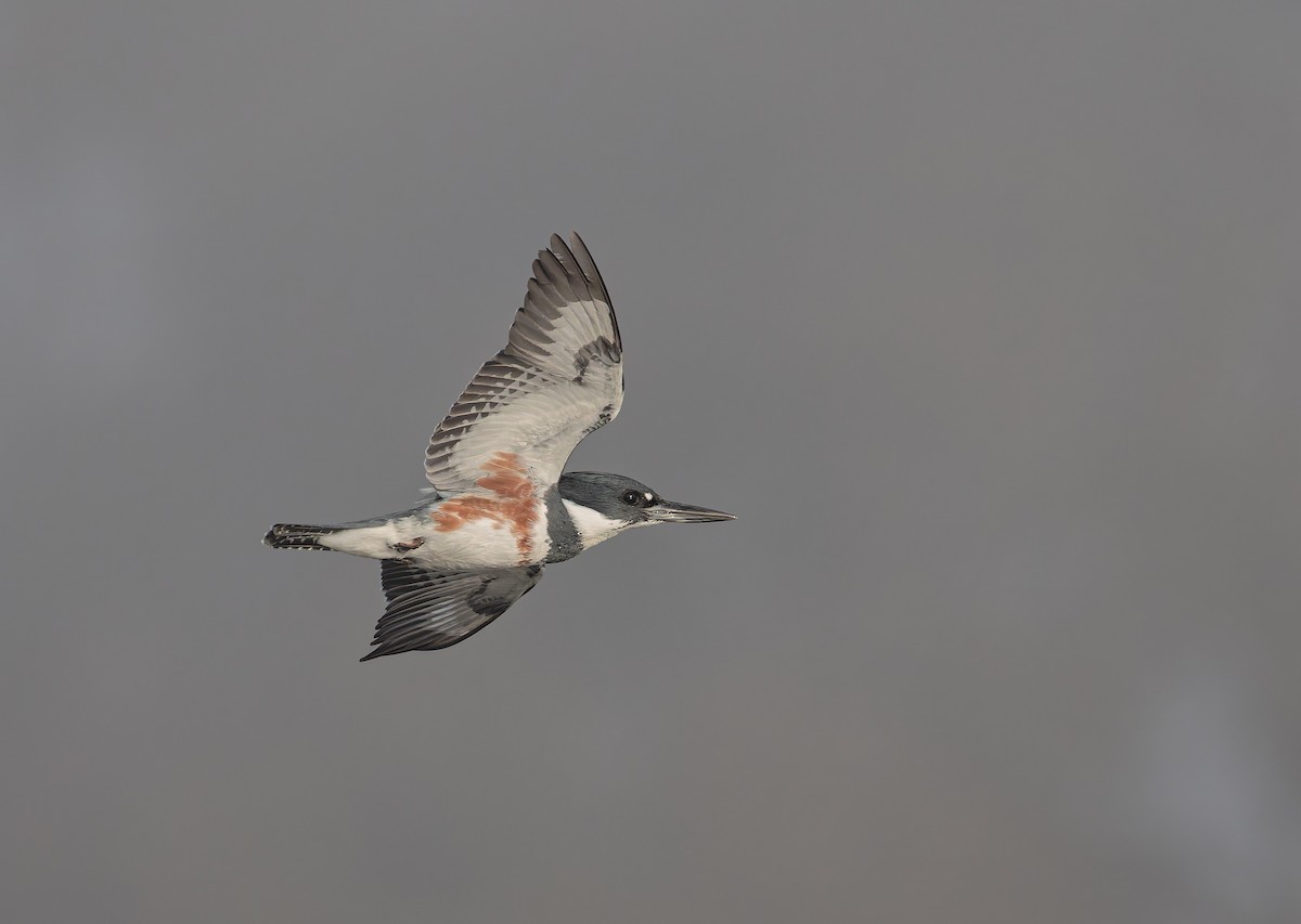 belteisfugl - ML646847297