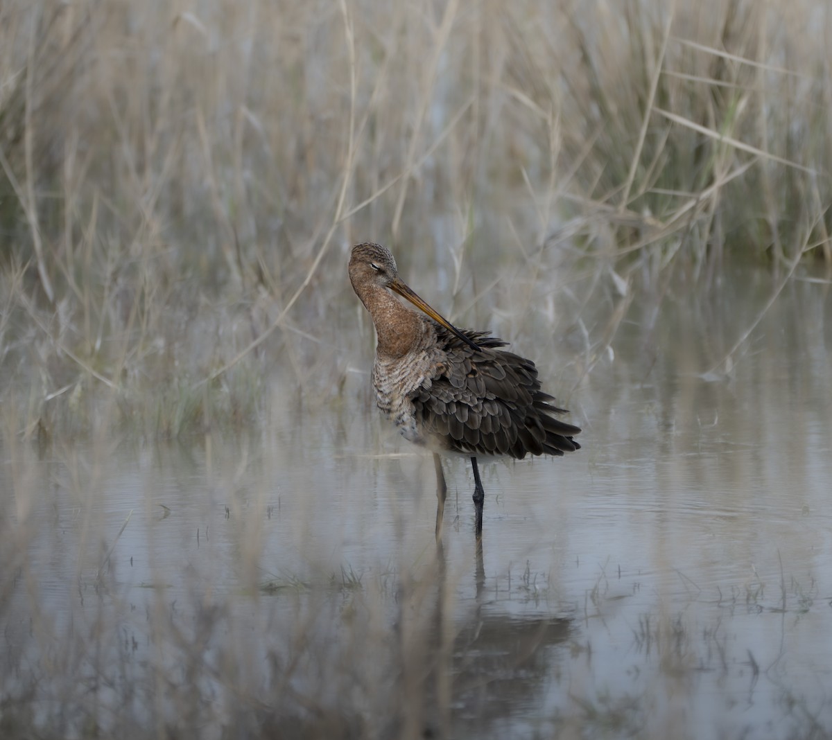 Black-tailed Godwit - ML646847299
