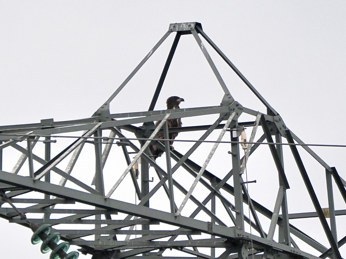 White-tailed Eagle - ML646847300