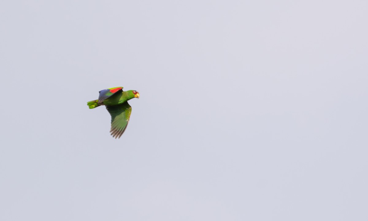 White-fronted Amazon - ML646847301