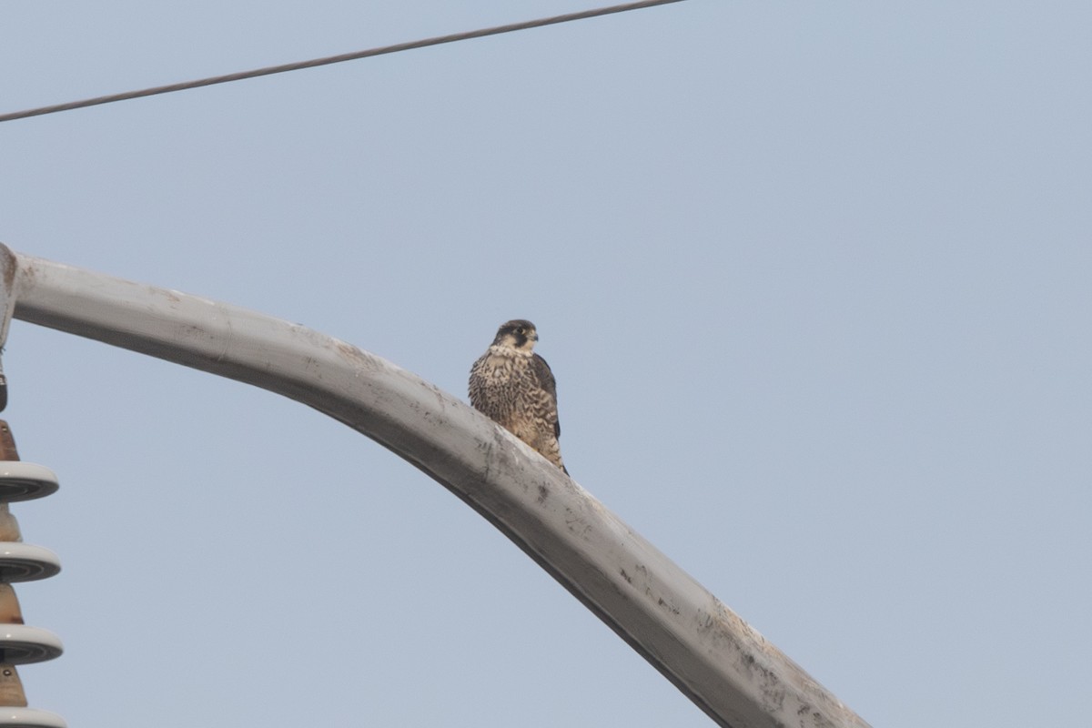 Peregrine Falcon - ML646847302