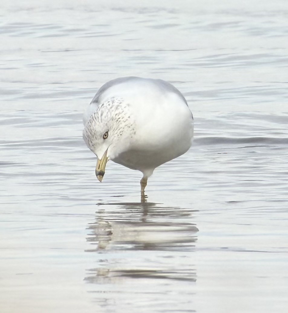 Gaviota de Delaware - ML646847303