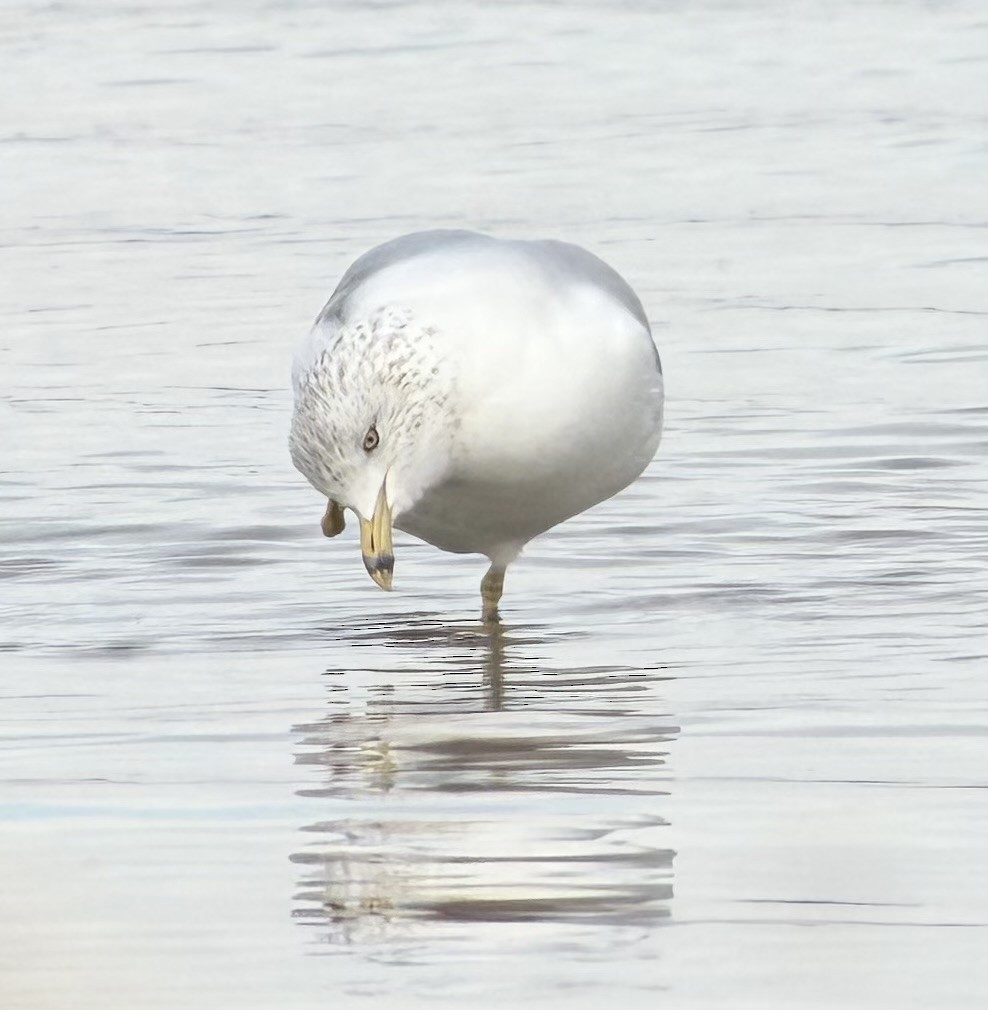 Gaviota de Delaware - ML646847304