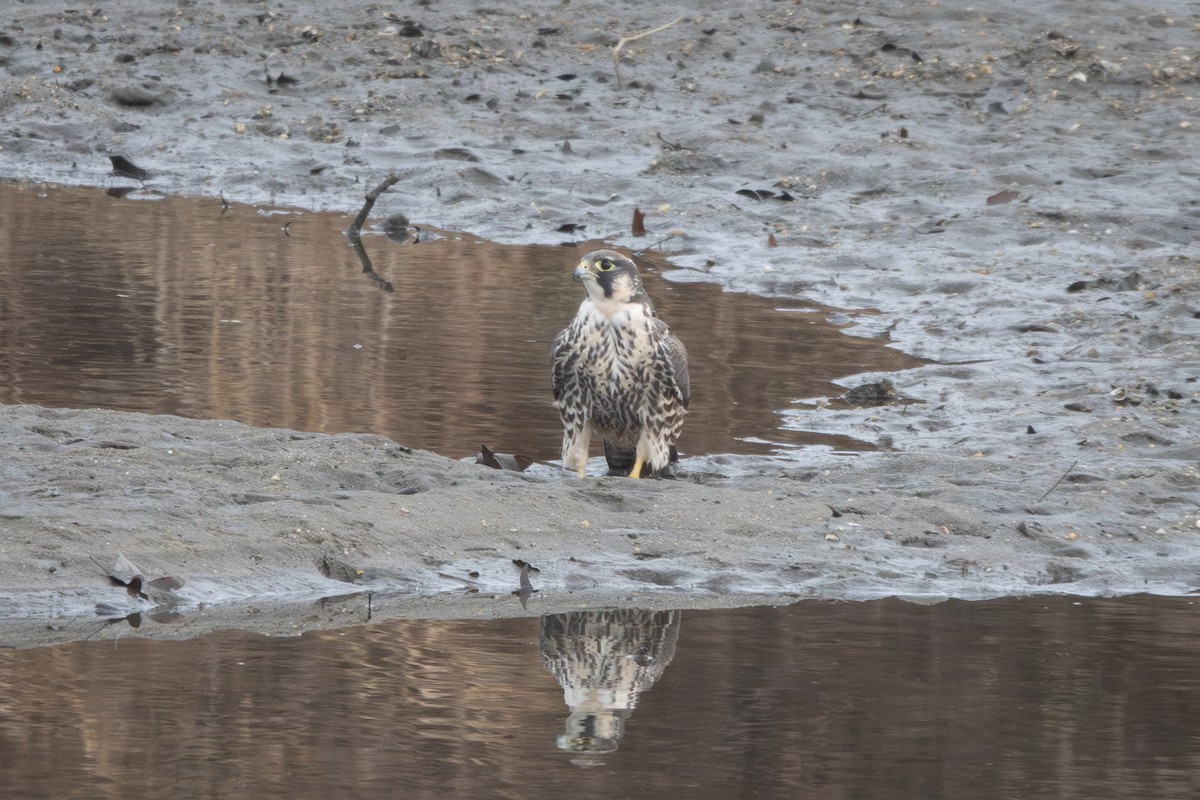 Peregrine Falcon - ML646847305