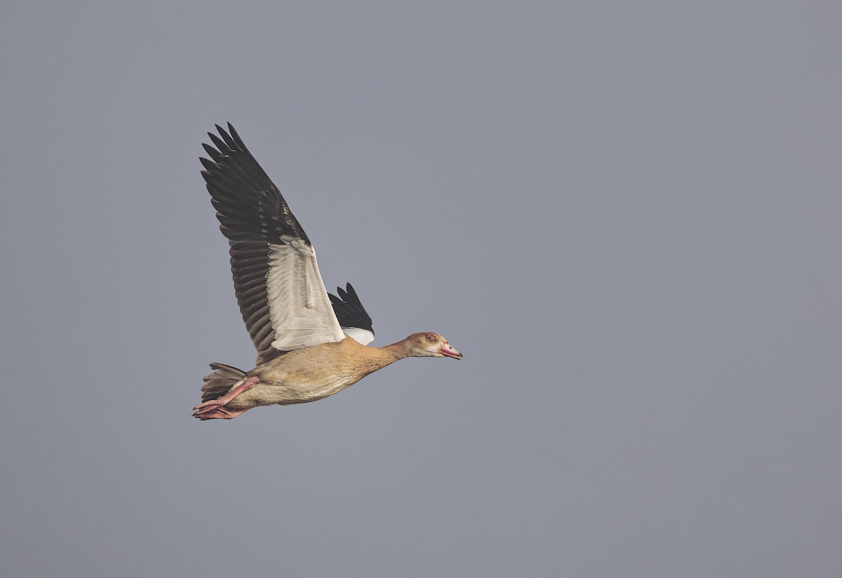 niland - ML646847306