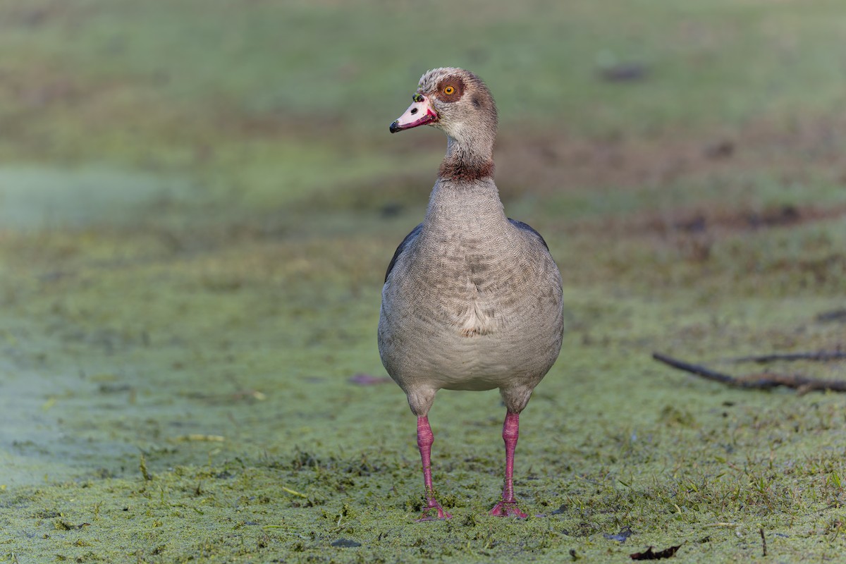 niland - ML646847307