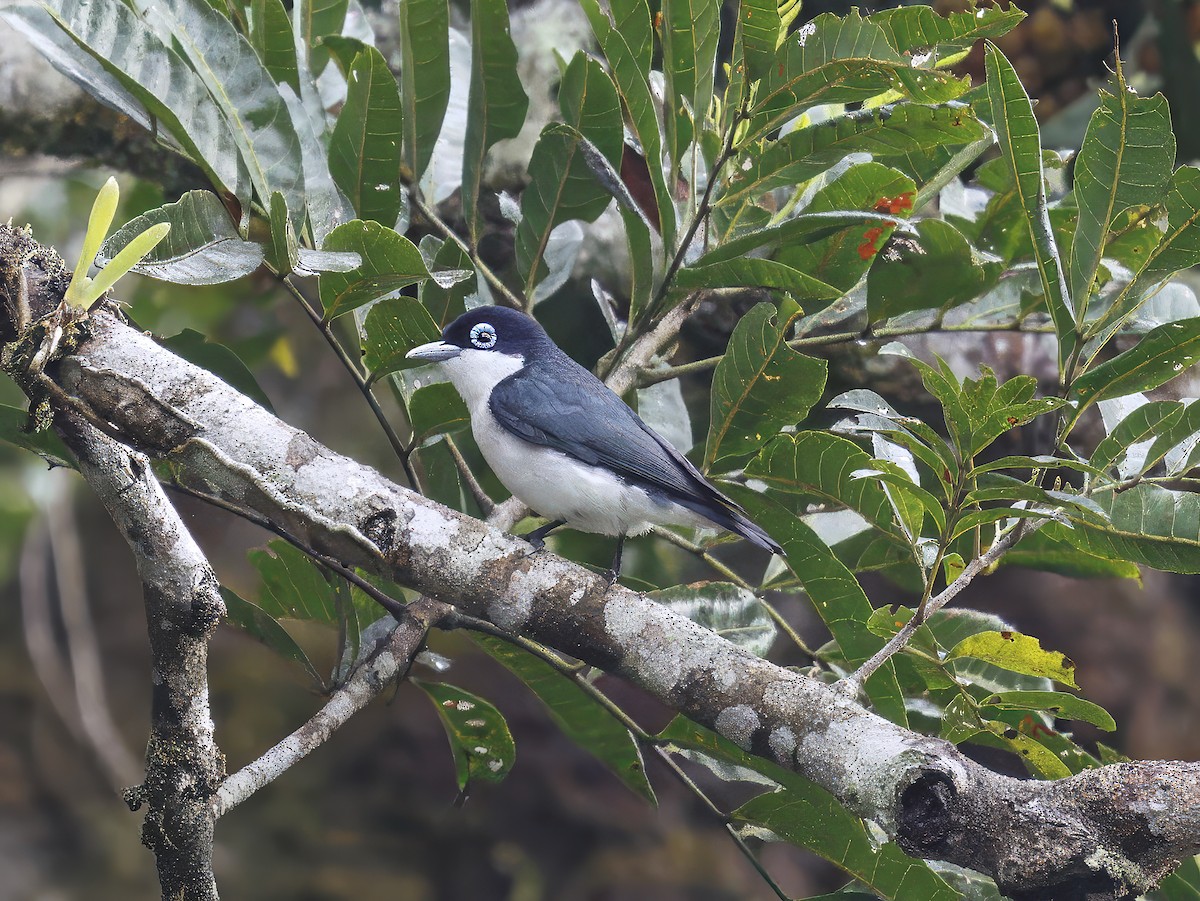 Chabert Vanga - ML646847308