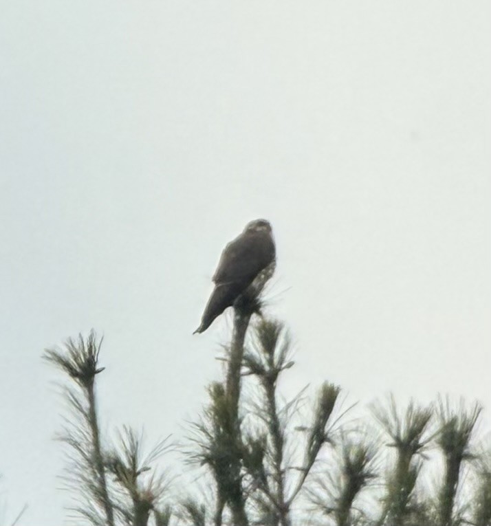 Esmerejón - ML646847309