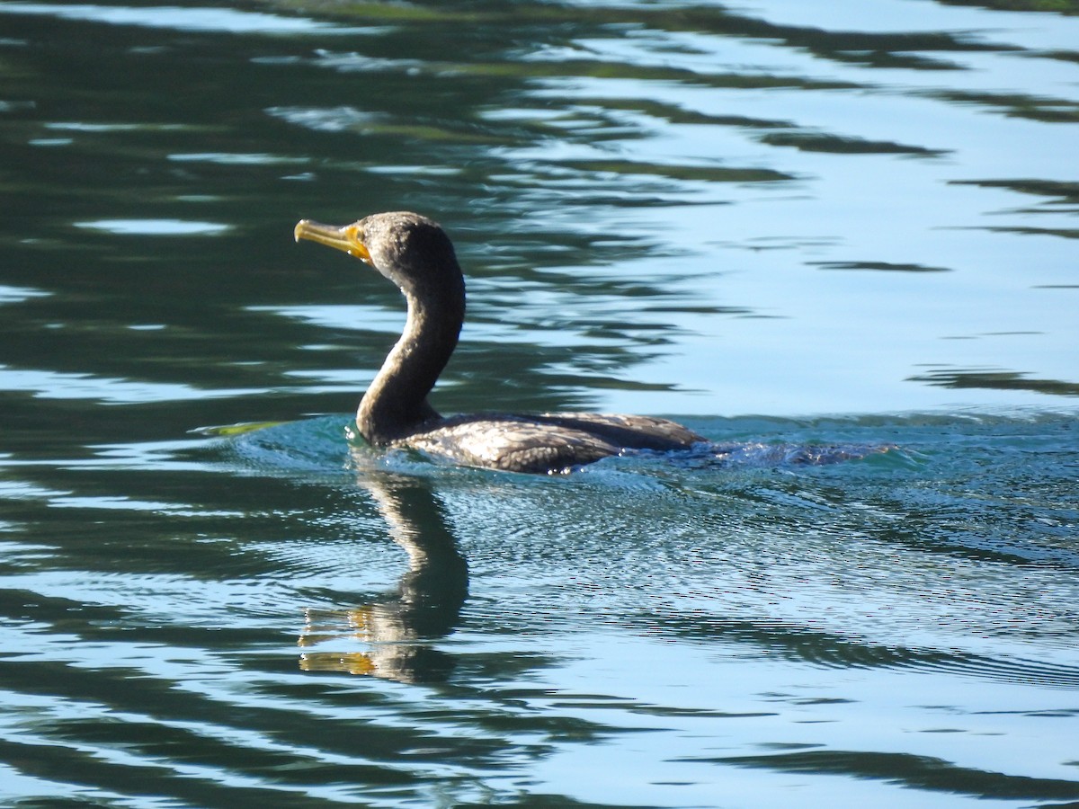 Ушастый баклан - ML646847310