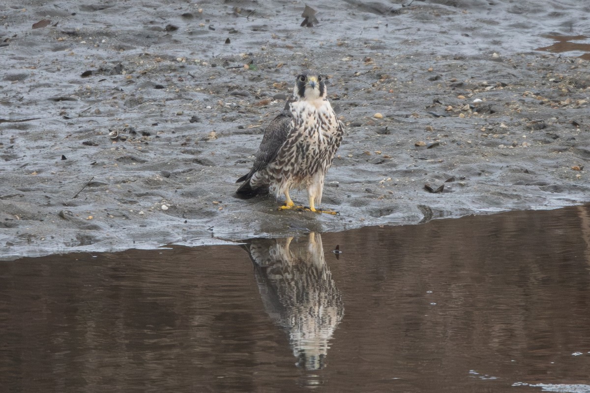 Peregrine Falcon - ML646847311