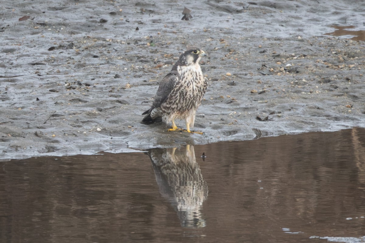 Peregrine Falcon - ML646847313