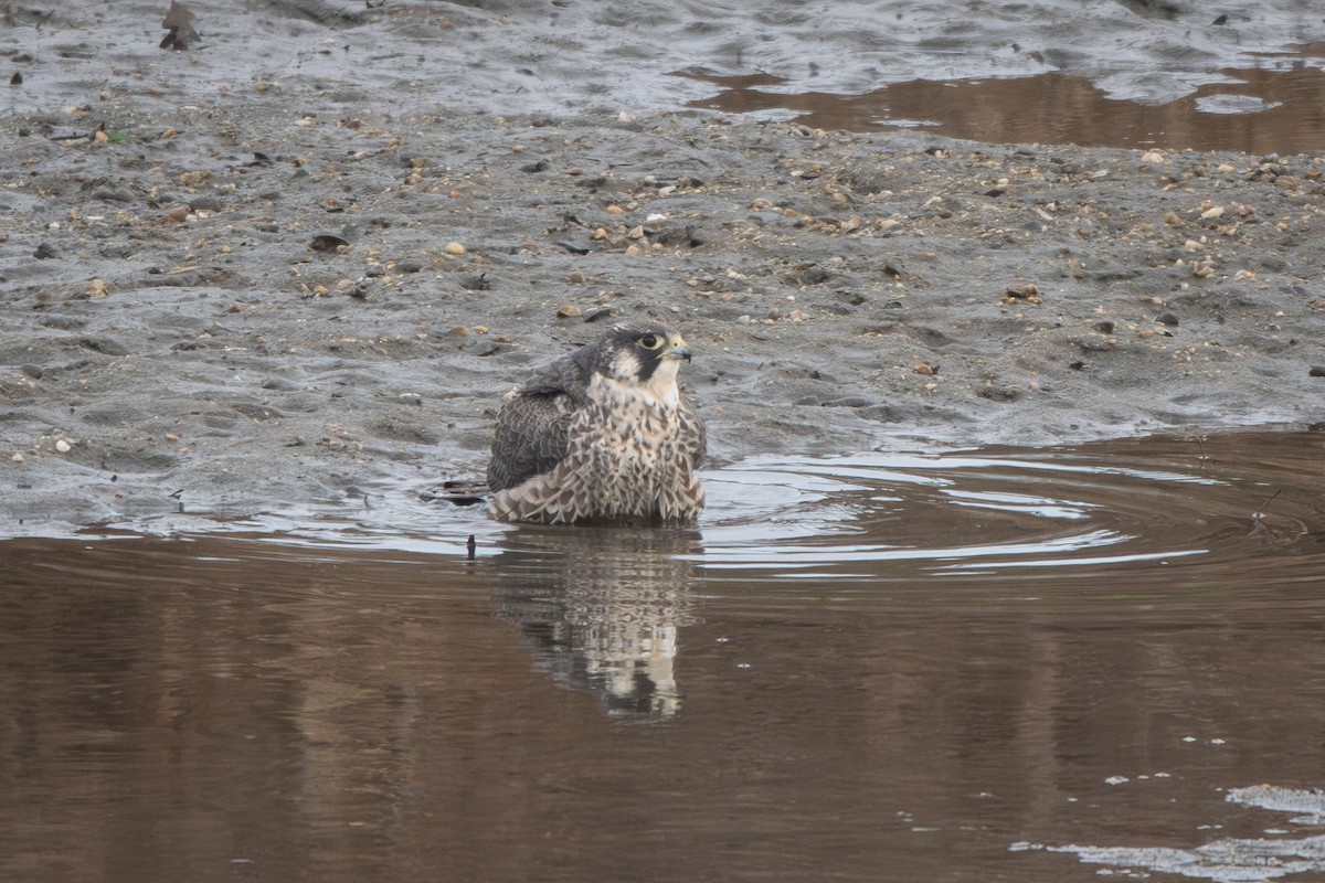 Peregrine Falcon - ML646847315