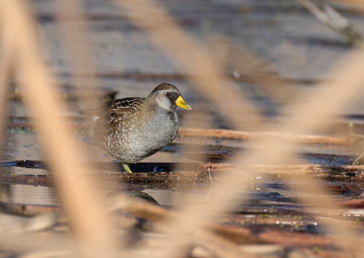 maskerikse - ML646847316