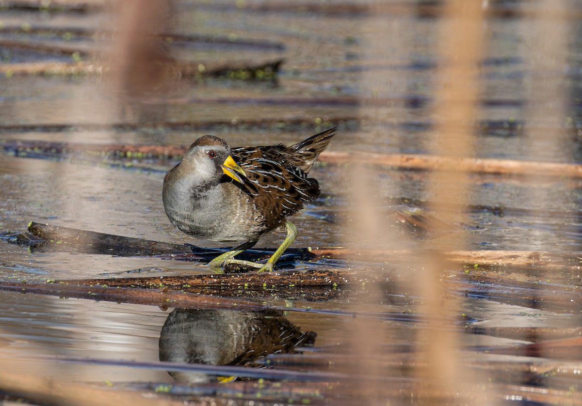 maskerikse - ML646847317