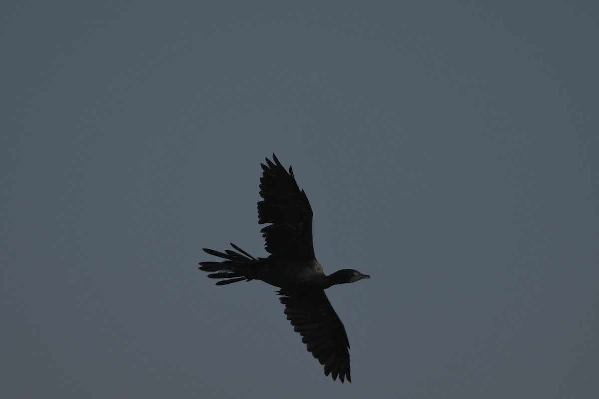 Little Cormorant - ML646847318