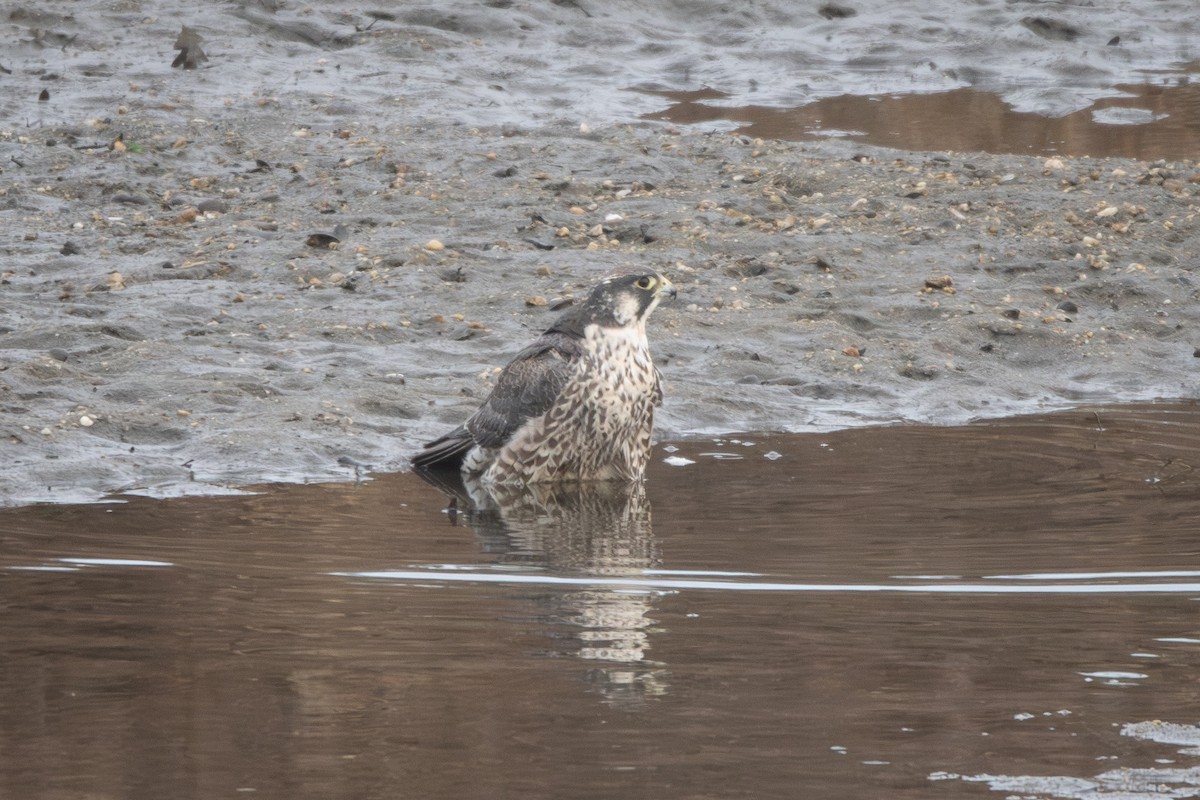 Peregrine Falcon - ML646847319
