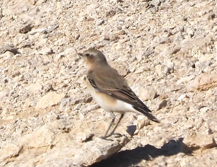 穗䳭 - ML646847320