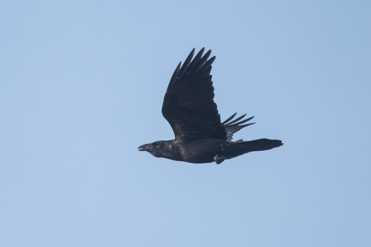 Common Raven - ML646847321