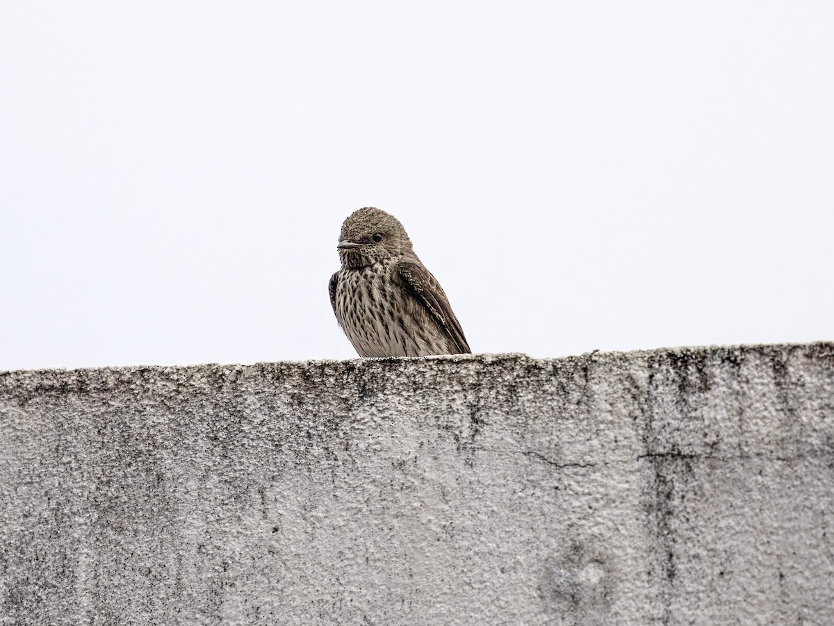 Mascarene Martin - ML646847322