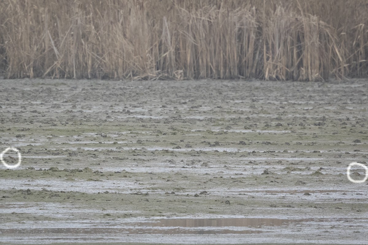 Щеврик гірський (підвид spinoletta) - ML646847323