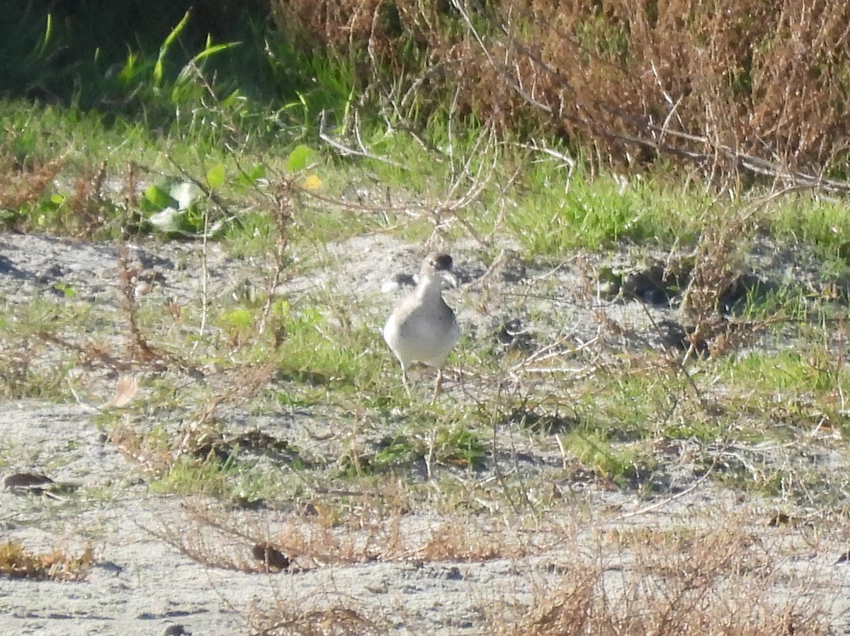 Пятнистый перевозчик - ML646847324