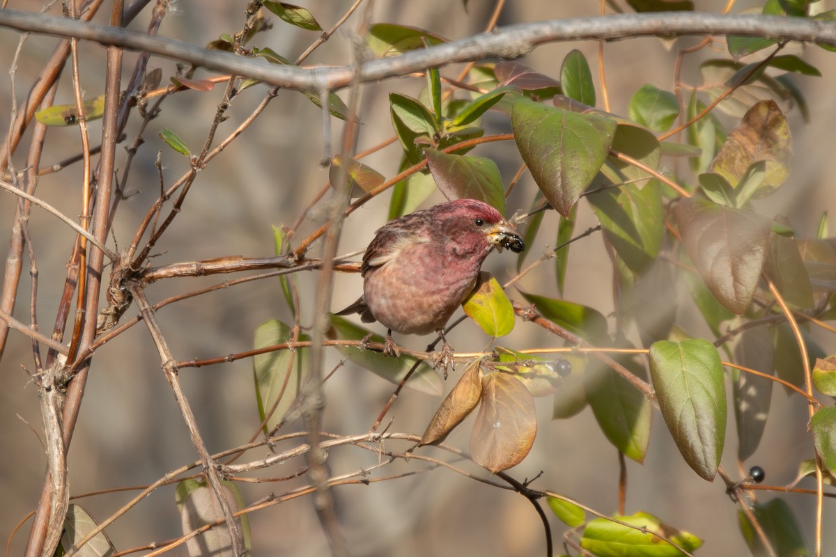 Purple Finch - ML646847325