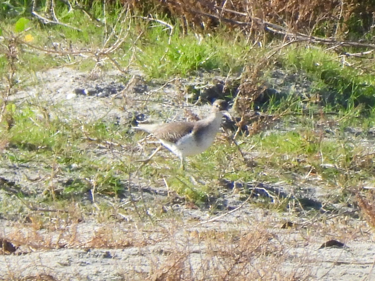 Пятнистый перевозчик - ML646847326