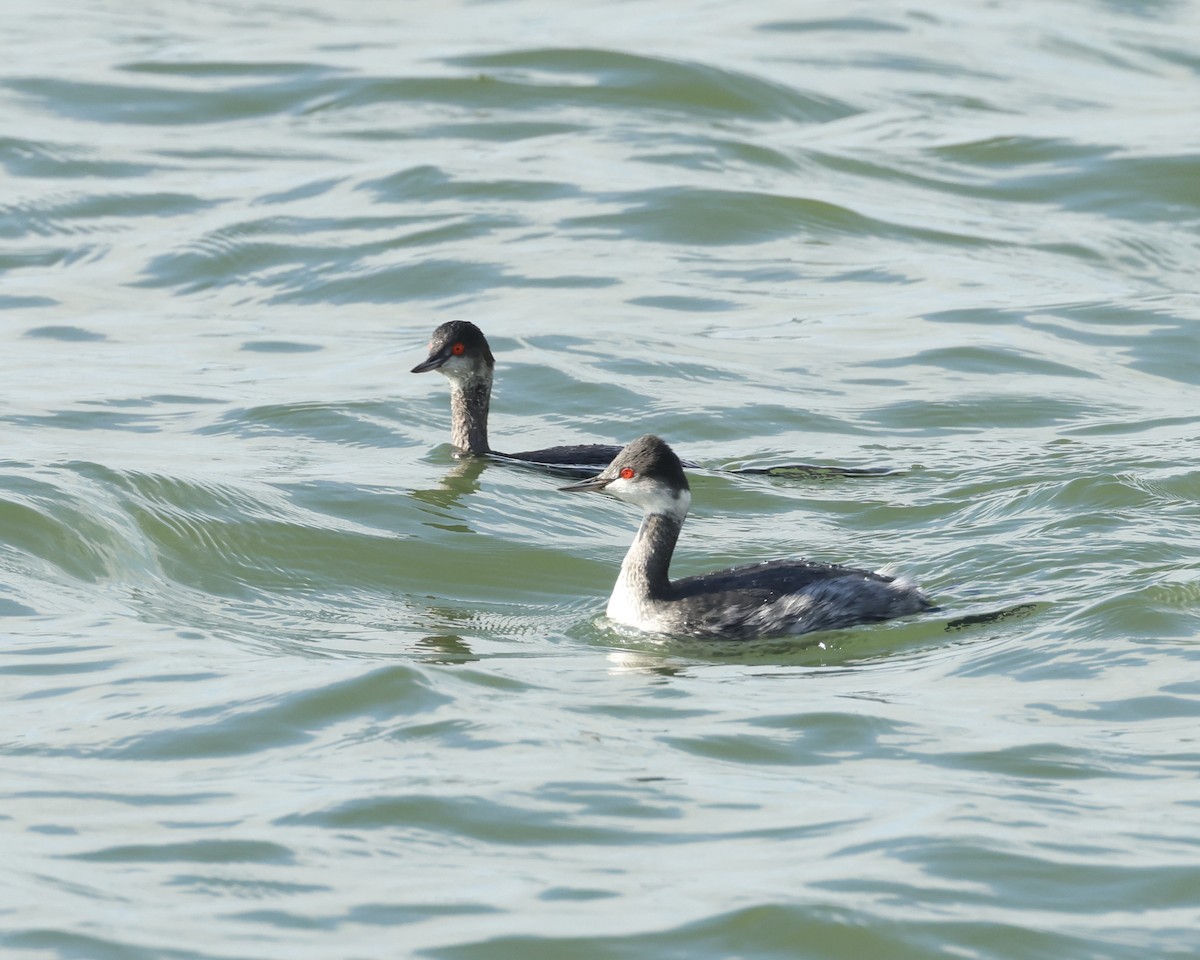 Grèbe à cou noir - ML646847327