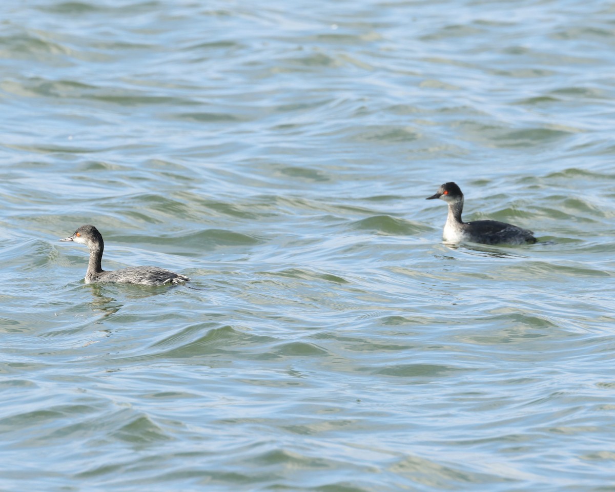 Grèbe à cou noir - ML646847328