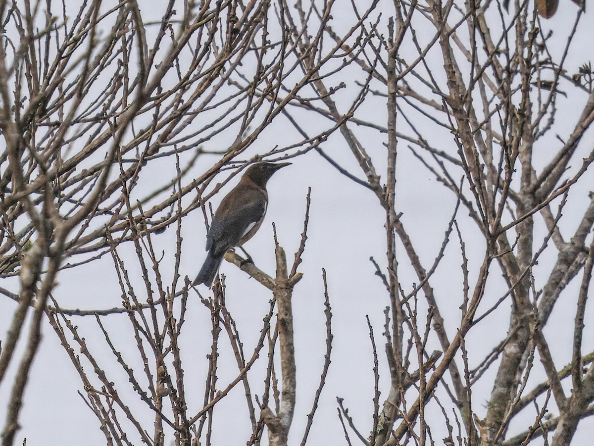 Madagascar Starling - ML646847332