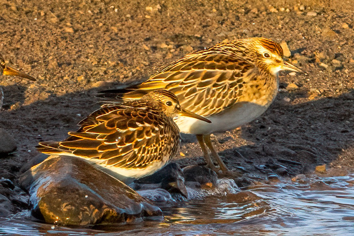Sharp-tailed Sandpiper - ML646847344